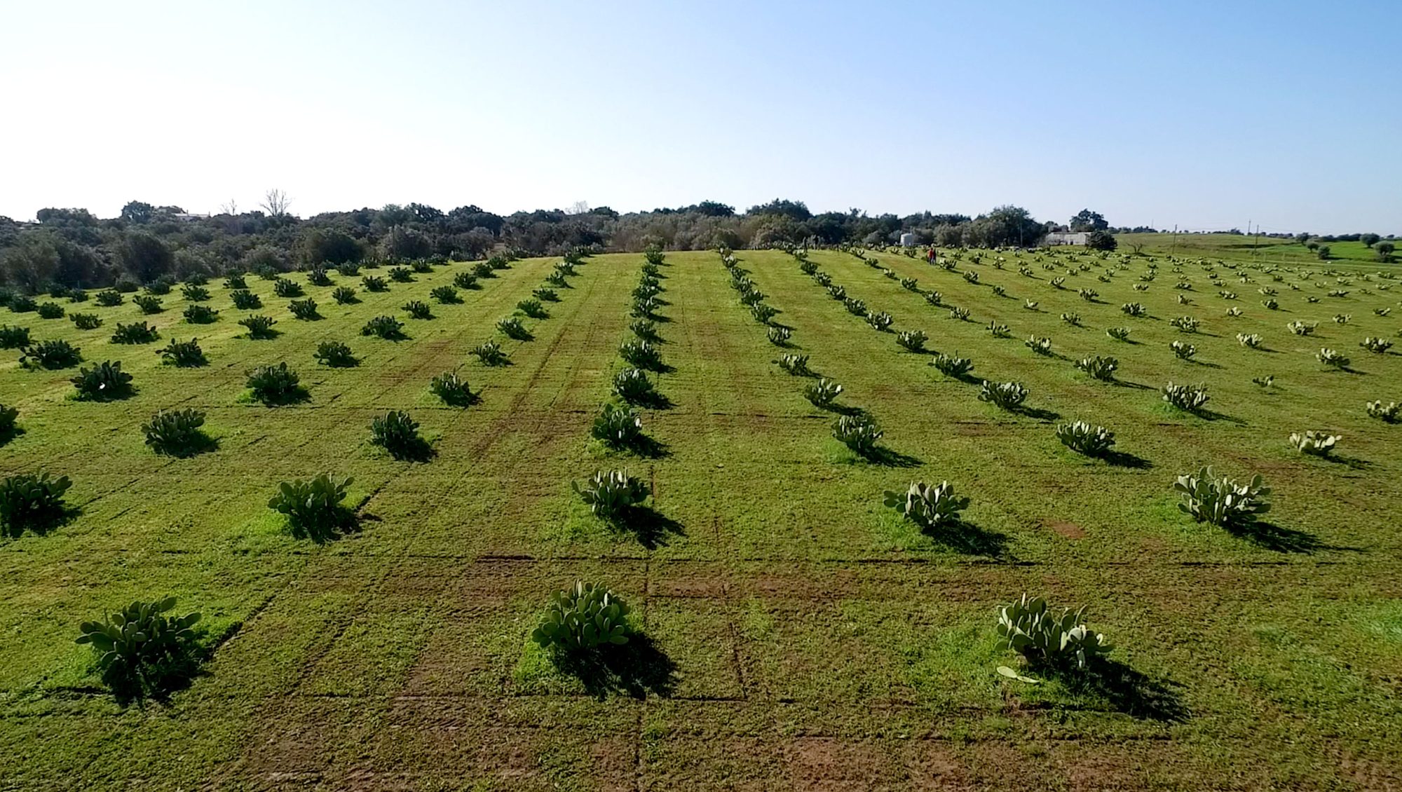 Vue aérienne d’un verger biologique d’Opuntia ficus-indica au Portugal