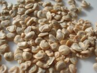 Dried_Prickly_pear_seed