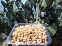 Fleurs-de-figues-de-barbarie-Bio-recolte-2019
