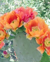 flores-830x1024