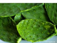 nopalitos